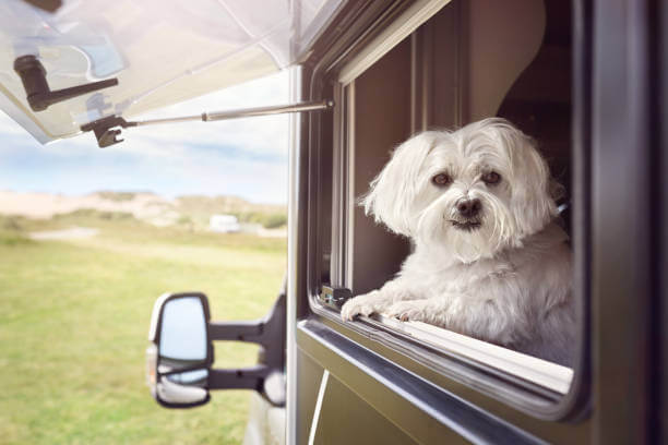 Can Pets Be Left Alone In A Caravan (or motorhome)?