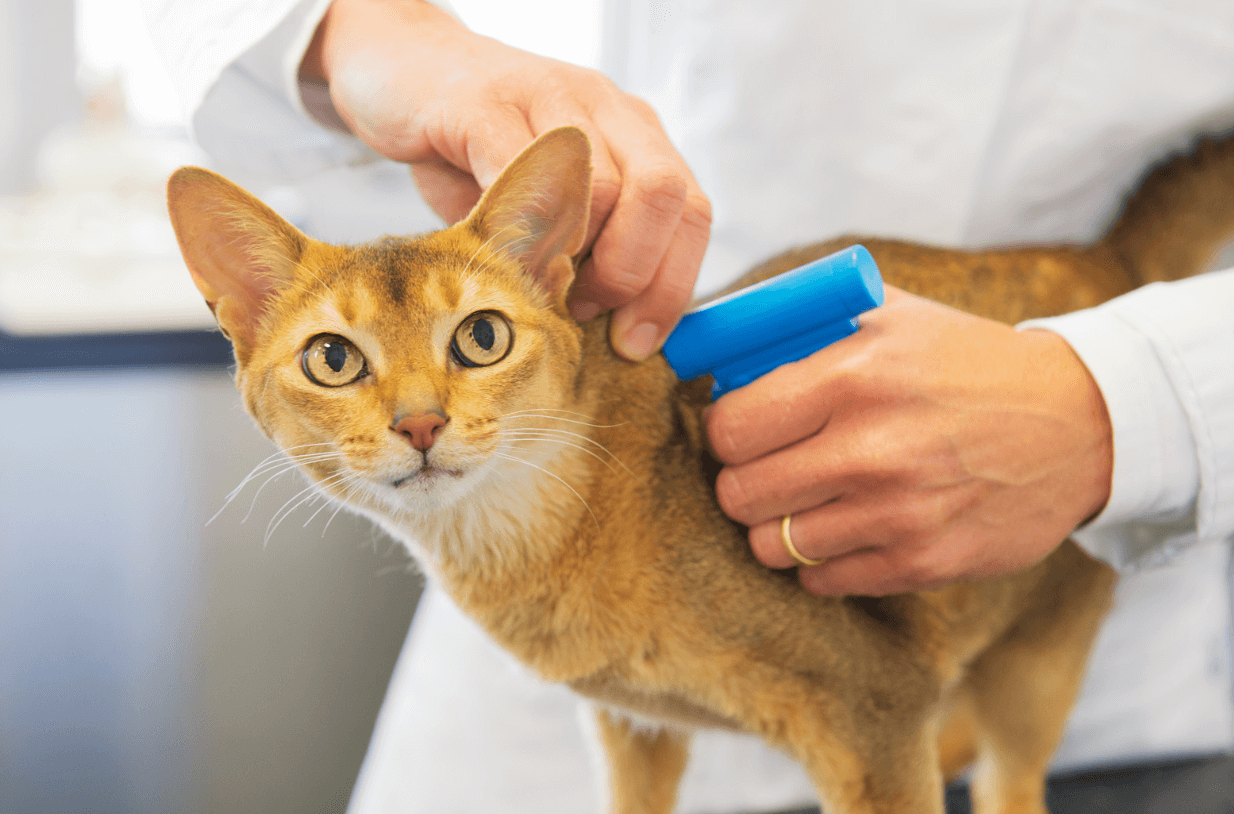 Pet microchip animal health certificate